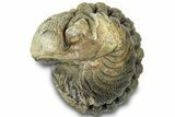 Wide, Bumpy Enrolled Morocops Trilobite - Morocco #310761-1